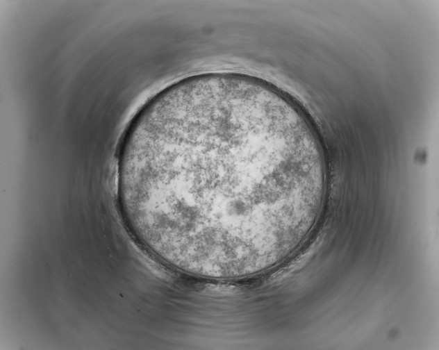 X0000099301509200805231331