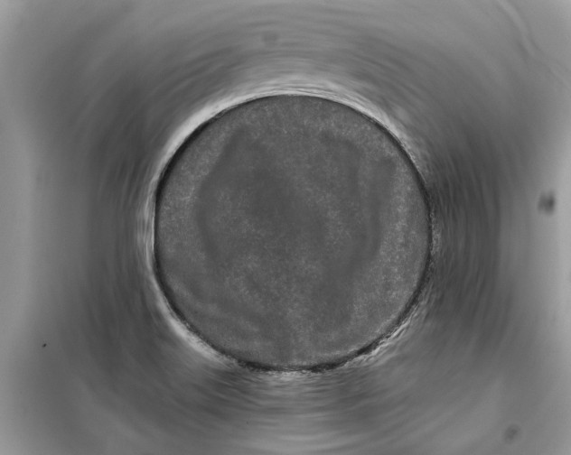 X0000099301515200805231331