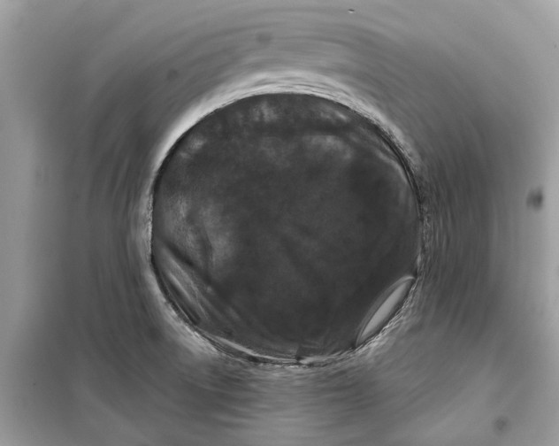 X0000099301522200805231331