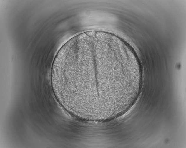 X0000099301529200805231331