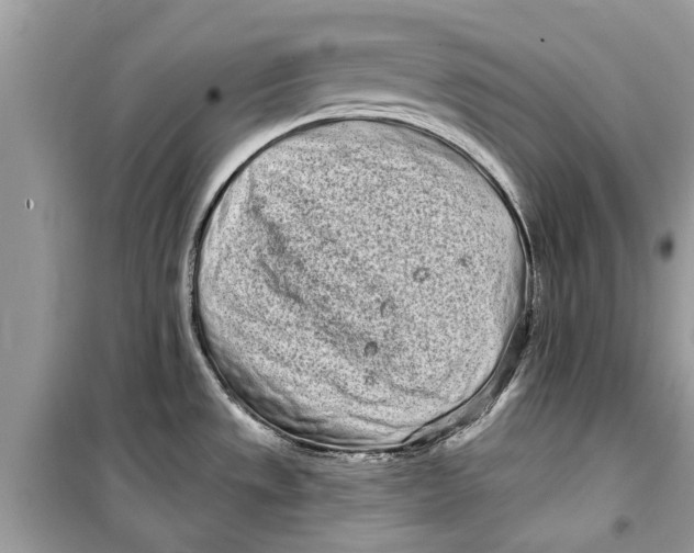 X0000099301533200805231331