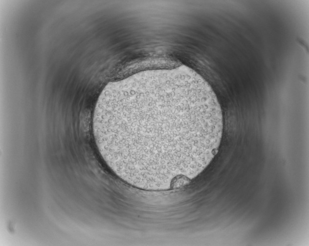 X0000099300030200805301142