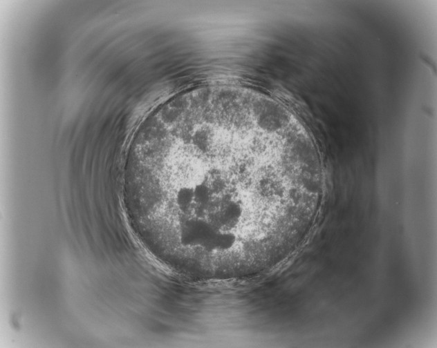 X0000099300049200805301141
