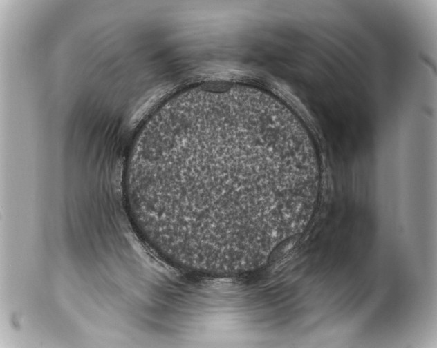 X0000099300058200805301142