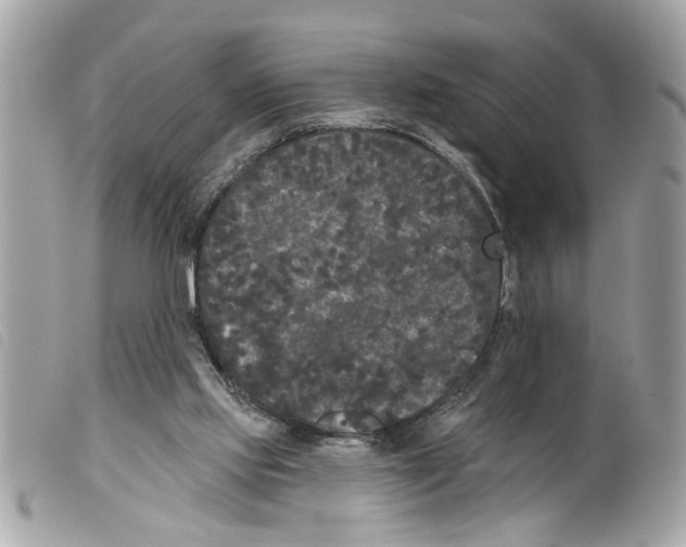 X0000099300061200805301142