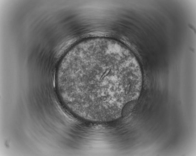 X0000099300062200805301142