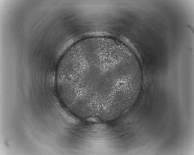 X0000099300063200805301142