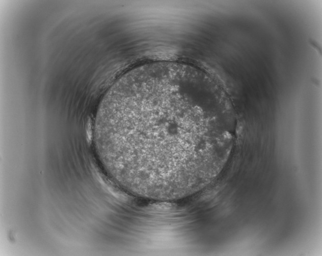 X0000099300069200805301142