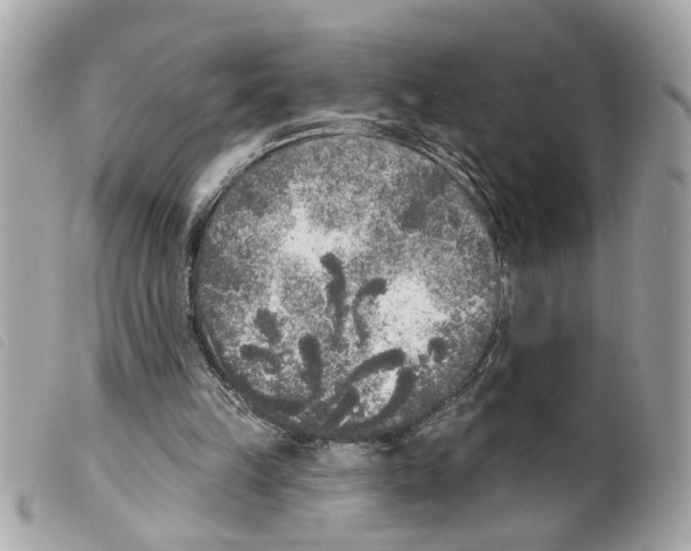 X0000099300149200805301140