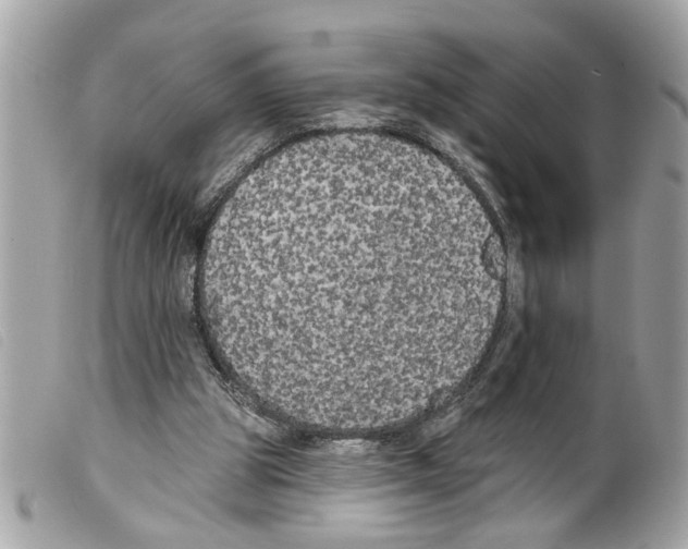 X0000099300153200805301140