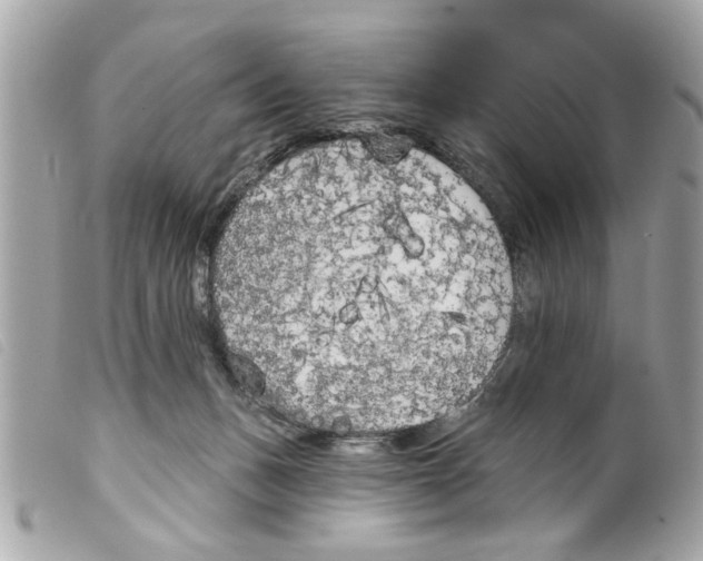 X0000099300175200805301140
