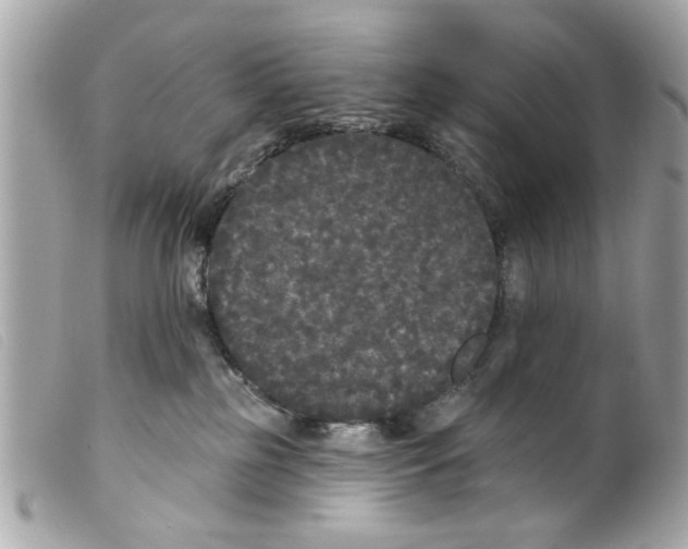 X0000099300185200805301141