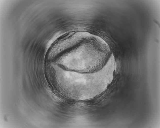 X0000099300195200805301140