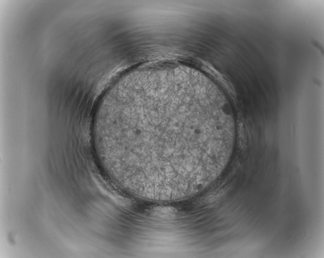 X0000099300203200805301140