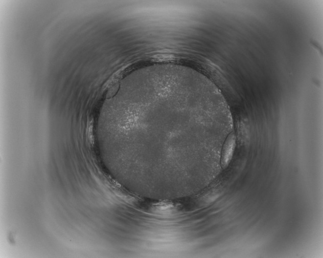 X0000099300267200805301139