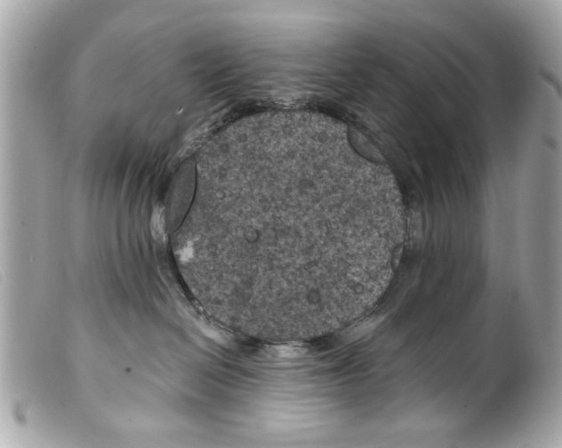 X0000099300286200805301139