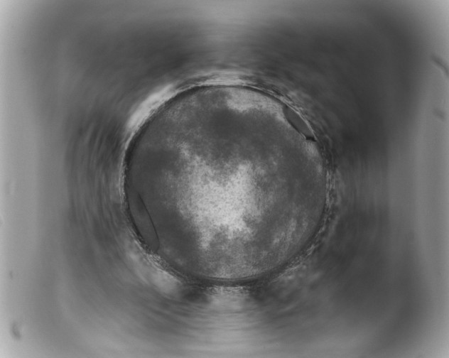 X0000099300296200805301139