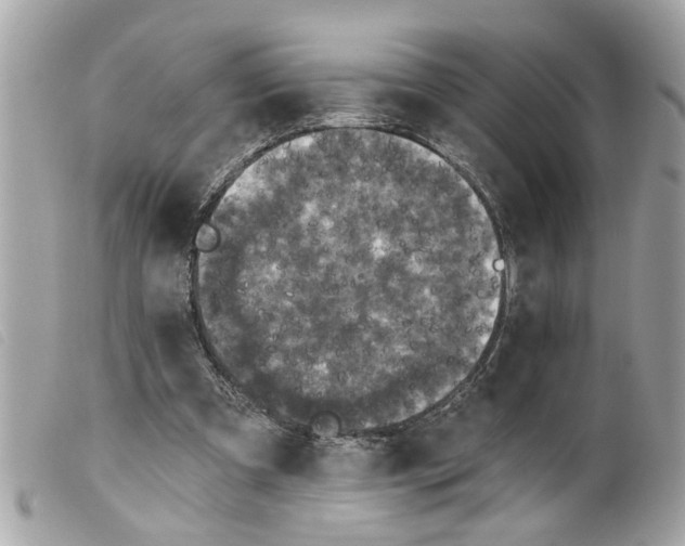 X0000099300297200805301139