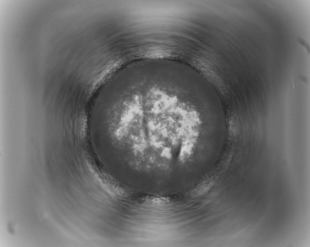 X0000099300304200805301139