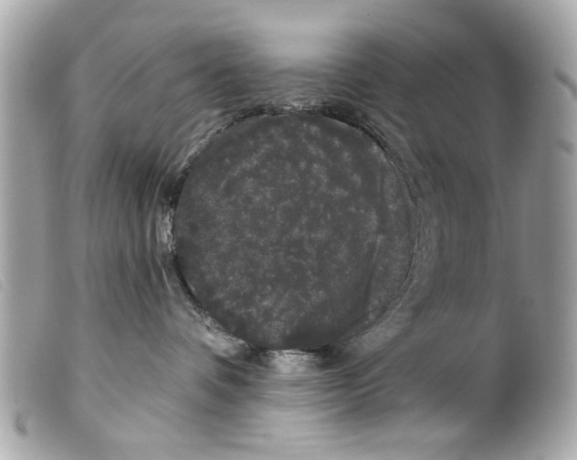 X0000099300336200805301138