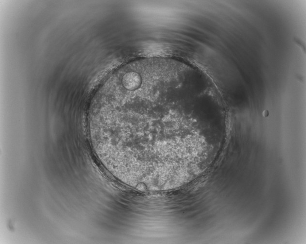 X0000099300353200805301138