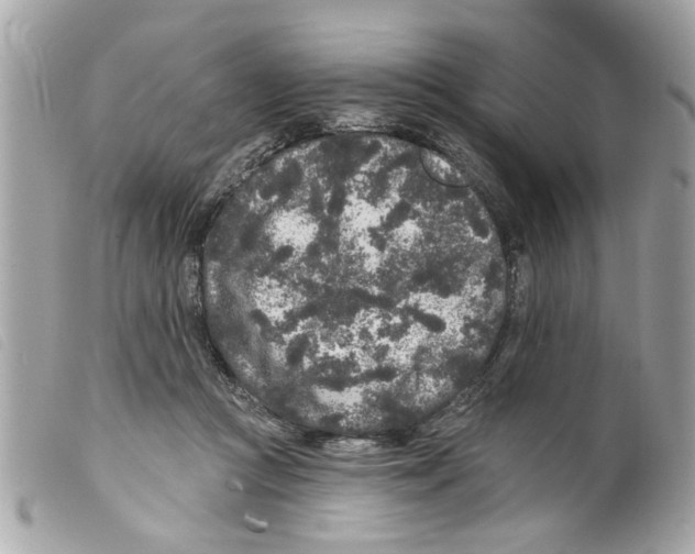 X0000099300361200805301138