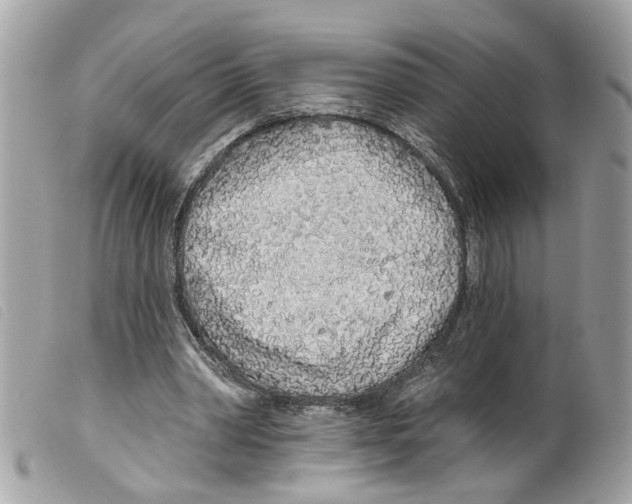 X0000099300390200805301137
