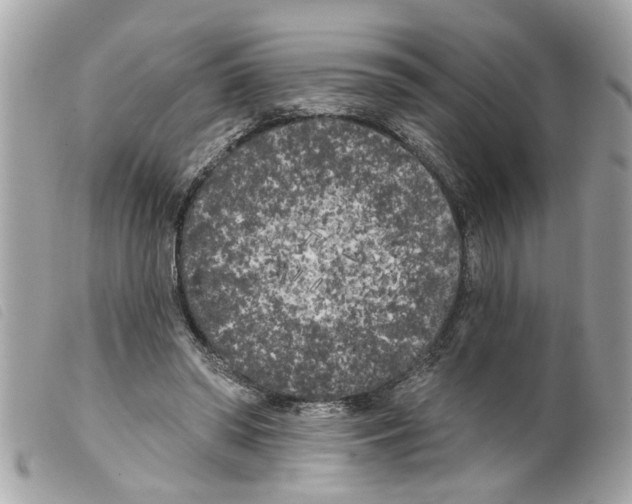 X0000099300398200805301137