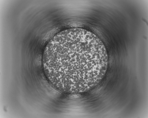 X0000099300402200805301137