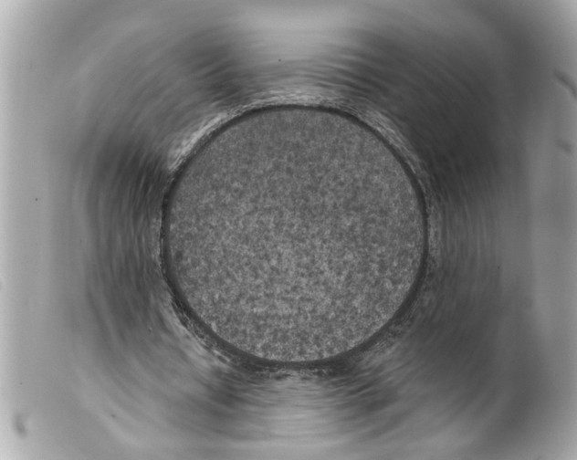 X0000099300434200805301136