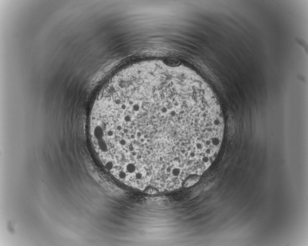 X0000099300446200805301136