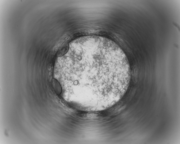 X0000099300462200805301137