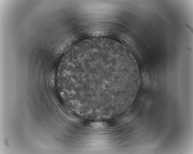 X0000099300499200805301136