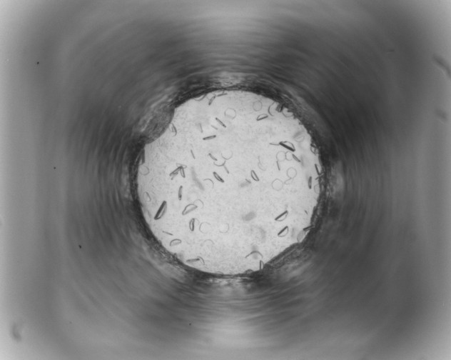 X0000099300524200805301136