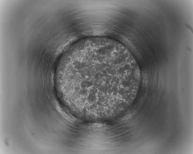 X0000099300542200805301135
