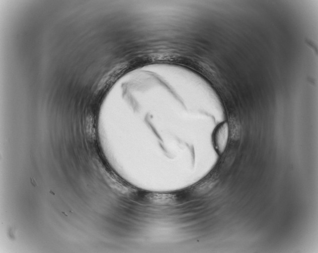 X0000099300670200805301134