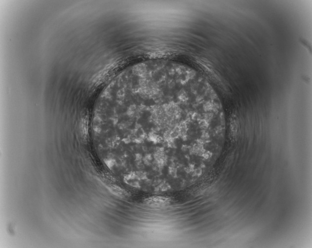 X0000099300691200805301134