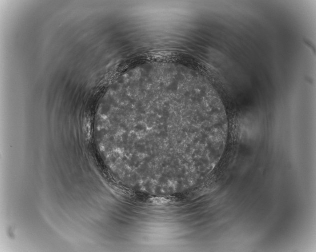 X0000099300703200805301133