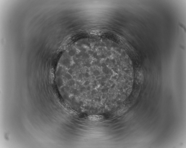 X0000099300707200805301133