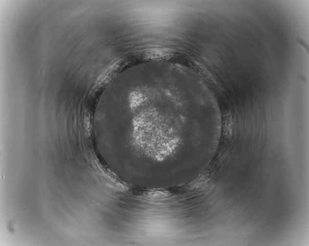 X0000099300716200805301133