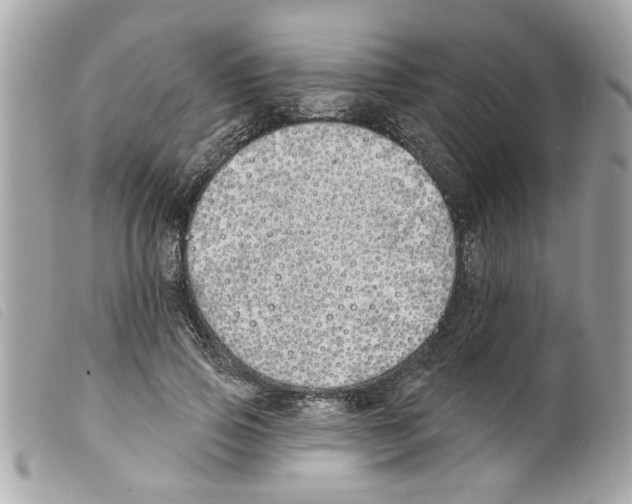 X0000099300741200805301133