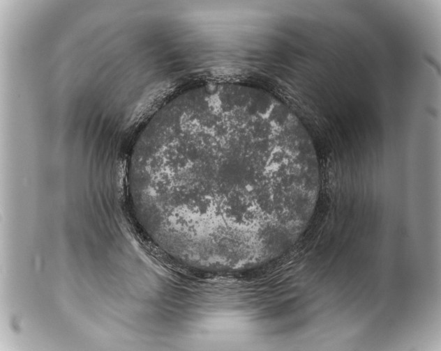 X0000099300742200805301133
