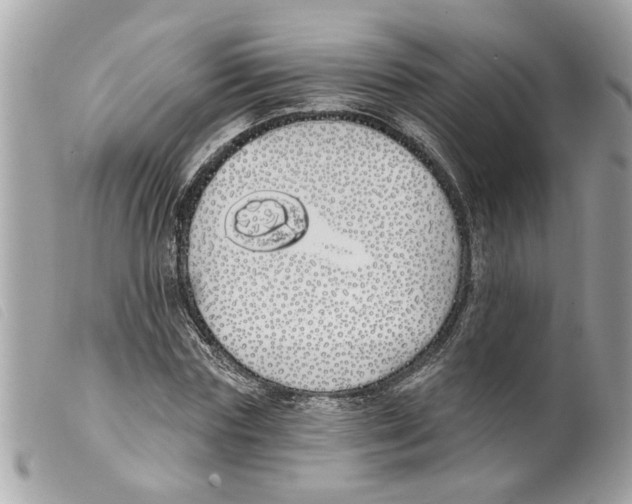 X0000099300827200805301131