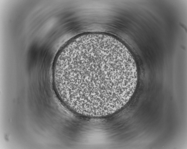 X0000099300840200805301132