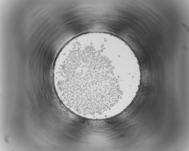 X0000099300856200805301132