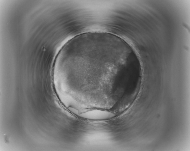 X0000099300864200805301132