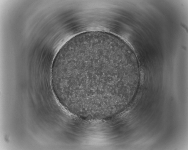 X0000099300895200805301131