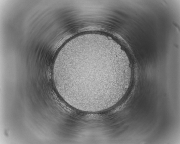 X0000099300929200805301130