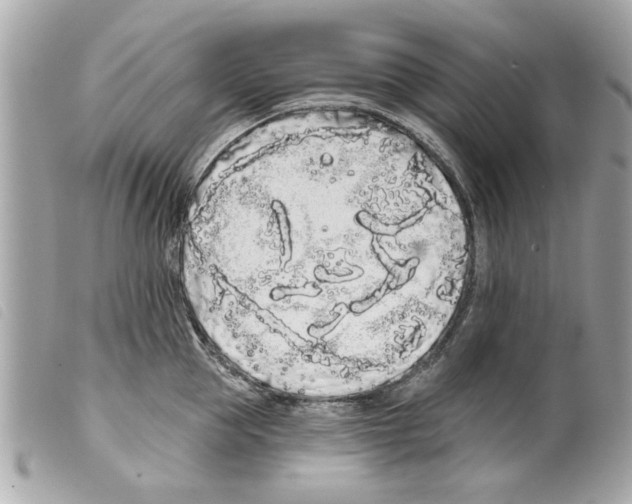 X0000099300953200805301130