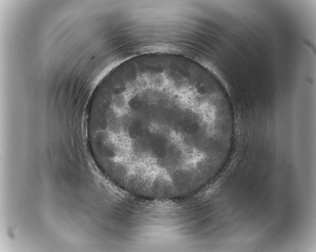 X0000099300983200805301129